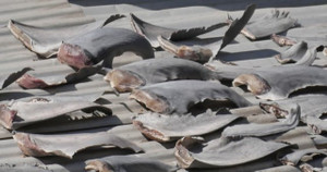 Đại sứ quán Việt Nam tại Chile thông tin nguồn gốc vây cá mập phơi ở thương vụ Việt