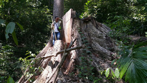 Chùm ảnh: 'Báu vật' cuối cùng của rừng già Tây Nguyên bị tàn sát
