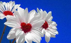 Nơi ngọn gió dừng chân