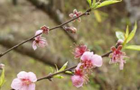 Về nhà vợ hỏi: Đào đâu ông?