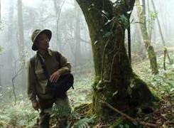 Bí mật rừng chè cổ thụ ngàn năm chưa từng biết đến ở VN