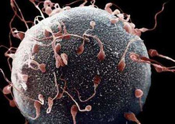 Bất ngờ về cuộc chiến của... tinh trùng