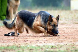 Lòng tự trọng của loài chó