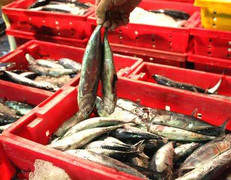 Kỷ lục chuyến đánh bắt cá ngừ lãi trên 100 triệu đồng