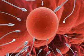 Phải bơi bao xa tinh trùng mới có thể gặp trứng?