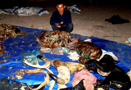 Bắt xe vận chuyển hổ, báo nhập lậu từ Lào