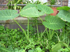 Hai người đi cấp cứu chân vì... cây bạc hà đổ