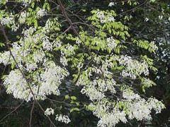 Đừng để hoa sưa trở thành ký ức xưa