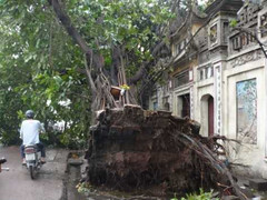 Cây bật rễ, gãy đổ, nhiều phố Hà Nội ùn tắc