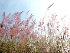 Cỏ may em chờ đợi