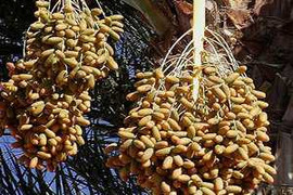 Kỳ diệu hạt giống nảy mầm sau ngàn năm vùi lấp