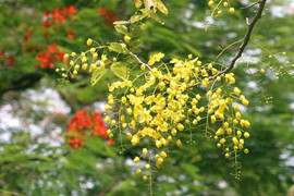 Ngắm muồng hoàng yến, nghe câu chuyện tình sinh viên