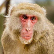 Một người bị hơn 30 con khỉ tấn công