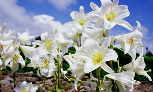 Phép màu hoa Bách hợp và lời cảm ơn của một độc giả