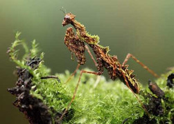 Thế giới côn trùng trong siêu phẩm Macro