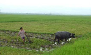 Nông dân Hà Tĩnh phải nhổ bỏ hơn 500 ha lúa