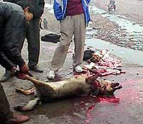 Quái teen 14 tuổi tự chế súng chĩa để… trộm chó