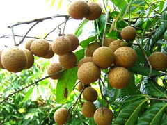 Mẹo chọn mua nhãn lồng Hưng Yên chính hiệu