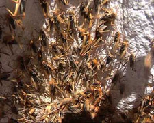 Quảng Ngãi: Thức đêm chống đại họa châu chấu