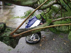 Cây phượng bật gốc, 2 người bị thương nặng