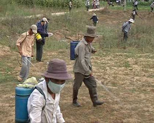 “Tổng tiến công” tìm và diệt châu chấu