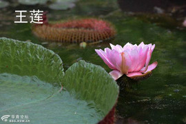 Chùm ảnh sen khổng lồ nở rộ ở Trung Quốc