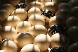 Thư pháp 1000 chữ Long viết trên 1000 trứng đà điểu