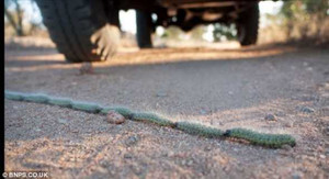 Ảnh: “Đại đội” sâu róm thẳng tắp bò ngang qua đường