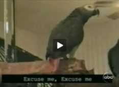 Ngộ nghĩnh thế giới động vật