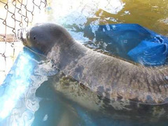 Ngư dân bắt được hải cẩu trên phá Tam Giang