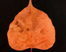 Cận cảnh 10 lá Bồ Đề mang từ Ấn Độ về Hà Nội