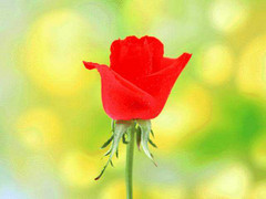 Anh chưa từng kể cho em về Mẹ