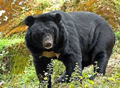 Dùng mật gấu nhiều dẫn tới xơ gan, ung thư!