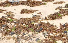 Đã thu gom hết dầu vón cục trên biển Đà Nẵng