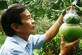 Bưởi hồ lô, dưa hấu thỏi vàng tiền triệu vẫn hút khách