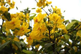 Con còn xa Tết quê nhà 1 tháng, 2 đại dương, 2 châu lục