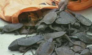 Phát hiện 87 chú rùa mỏ vẹt quý hiếm