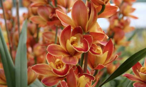 Hoa lan Đà Lạt giá 1,5 triệu đồng/cành vẫn “cháy” hàng