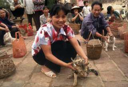 Cuộc thi hoa hậu mèo độc nhất vô nhị ở Việt Nam