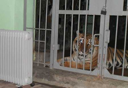 Hà Nội: Đốt lửa, dùng máy sưởi chống rét cho thú