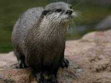 Chú rái cá tinh nghịch