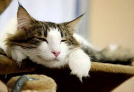 Thú chơi mèo Tây