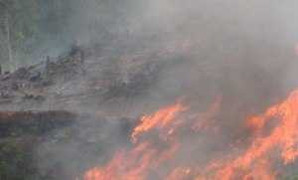 Quảng Ngãi: Đốt thực bì thiêu luôn rừng