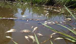 Cá chết hàng loạt do ô nhiễm nước thải công nghiệp