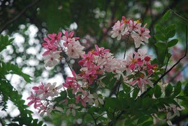 Ngắm loài hoa tuyệt đẹp ở chợ Âm Phủ, Hà Nội