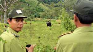 300 con cừu đeo nơ trình diễn 'catwalk' trên phố tại Ninh Thuận