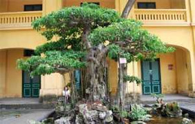 Nguyên cán bộ nông nghiệp trộm cây cảnh quý hầu tòa