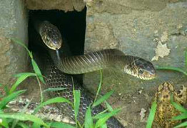 Kinh hoàng chuyện tự chặt tay ở làng nuôi rắn chúa