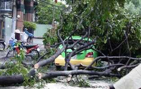 TP.HCM: Hàng loạt cây xanh bật gốc ngổn ngang