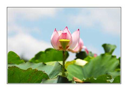 Chùm ảnh: Sen cuối mùa